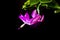 Schlumberger`s houseplant or Decembrist blooms pink flower