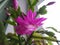 Schlumbergera Cactus Flower Opened Home Plant Christmas Thanksgiving Crab Cactus Purple Blossom