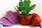 Schlumbergera cactus in pot decoration with red yarn heart as a present to Valentines day