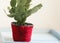 Schlumbergera cactus in pot decoration with red yarn heart as a present to Valentines day