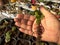 Schlumbergera cactus with roots holding in a hand