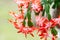 Schlumbergera, Christmas cactus or Thanksgiving cactus. Close-up