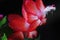 Schlumbergera flower, christmas cactus