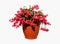 Schlumbergera flowering plant im a flower pot
