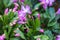 Schlumbergera is a genus of forest epiphytic cacti that traditionally bloom in December-January.