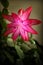 Schlumbergera truncata flower