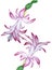 Schlumbergera watercolor botanical illustration. Zygocactus flowers. Floral print with flowering cactus, tropical flower