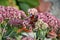 Schmetterling Pfauenauge sitzt auf den Bl ten von Hasenkohl. Hilotelefum