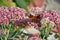 Schmetterling Pfauenauge sitzt auf den Bl ten von Hasenkohl. Hilotelefum