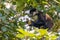 A Schmidt`s Red-tailed Monkey stares curiously from the branches of a tree and eating when the family troop takes a rest break.