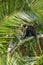 A Schmidt`s Red-tailed Monkey stares curiously from the branches of a tree when the family troop takes a rest break, Kibale Nation