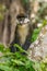 A Schmidt`s Red-tailed Monkey stares curiously from the branches of a tree when the family troop takes a rest break, Kibale Nation