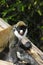 Schmidt\'s spot-nosed guenon