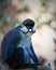 Schmidt\'s Spot-nosed Guenon