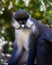 Schmidt\'s Spot-nosed Guenon