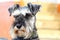 Schnauzer dog