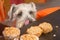 Schnauzer dog craving a muffin