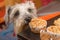 Schnauzer dog craving a muffin