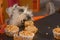 Schnauzer dog craving a muffin