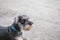 Schnauzer dog looking on blurred cement floor in front of house view background
