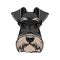 Schnauzer Dog Portrait. Black Schnauzer breed. Dog head. Vector.