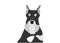 Schnauzer dog portrait, head. Black and silver , pepper and salt puppy. Vector illustration. Dog breed