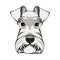 Schnauzer Dog Portrait. White schnauzer head. Dog face, muzzle. Cute pet. Vector.