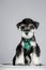 Schnauzer dog wearing glasses and tie(Schnauze), anthropomorphic image, clean background