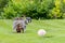 Schnauzer and miniature dachshund standing in field with ball in front