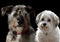 Schnauzer mixed-breed dog and his friend a havanese