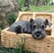 Schnauzer puppy in a basket