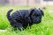 Schnauzer puppy defecates in the grass