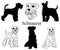 Schnauzer set. Collection of pedigree dogs. Black white illustration of a schnauzer dog. Vector drawing of a pet. Tattoo