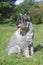 Schnauzer sits on green grass