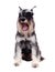 Schnauzer yawns