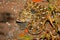 Schocker`s Saw Scaled Viper, Echis carinatus sochureki, Jaisalmer, Rajasthan