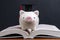 Scholarship, savings for university, cost of knowledge or financial education concept, pink smiling piggy bank with graduation hat