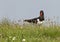 Scholekster, Eurasian Oystercatcher, Haematopus ostralegus