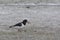 Scholekster, Eurasian Oystercatcher, Haematopus ostralegus