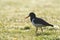 Scholekster, Eurasian Oystercatcher, Himantopus ostralegus