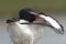 Scholekster, European Oystercatcher, Haematopus Ostralegus