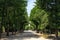 Schonbrunn palace park trees