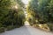 Schonbrunn park with trees tunnel and sunbeams with no people in Vienna, Austria