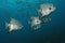 School of Atlantic Spadefish - Cozume