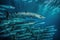 School of Barracuda fish in the blue ocean. Large group of marine life swimming