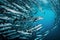 School of Barracuda fish in the blue ocean. Large group of marine life swimming