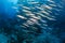 A school of barracuda on the reef, a diver swims in the background