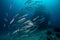 A school of barracuda on the reef, a diver swims in the background