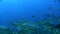 School of Bigeye trevally Caranx sexfasciatus with underwater photographer Red sea