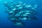 school of bigeye trevally jack fish